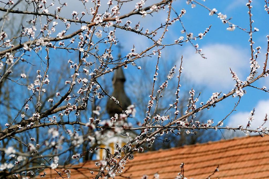 Florian Vendeghaz Pension Villánykövesd Buitenkant foto