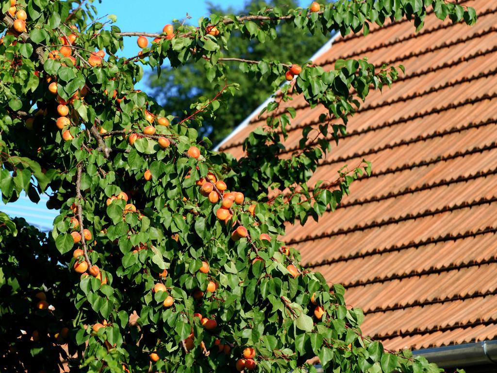 Florian Vendeghaz Pension Villánykövesd Buitenkant foto